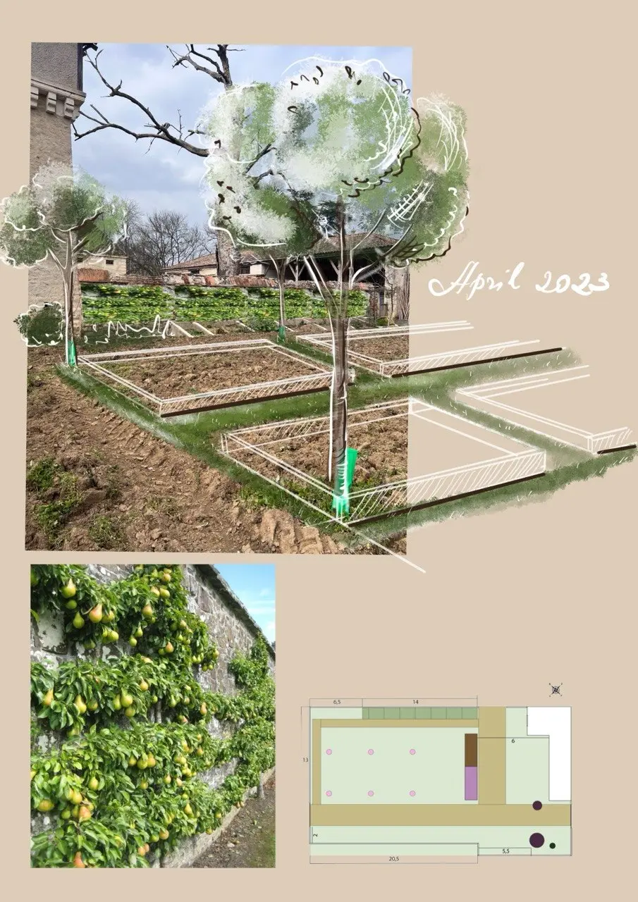 Formal potager and productive garden study