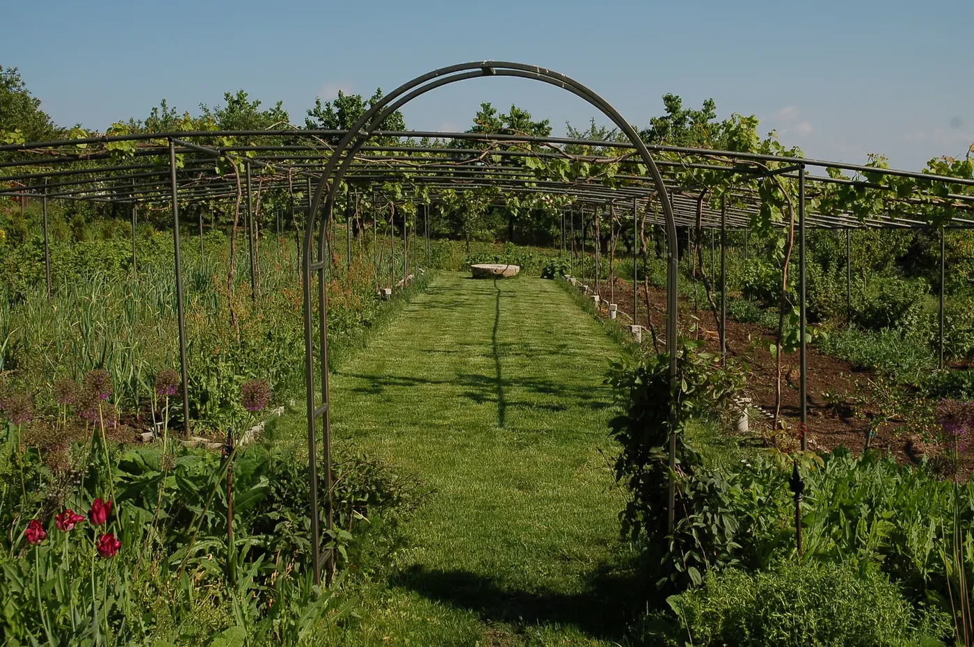Vineyard structure settling into the garden